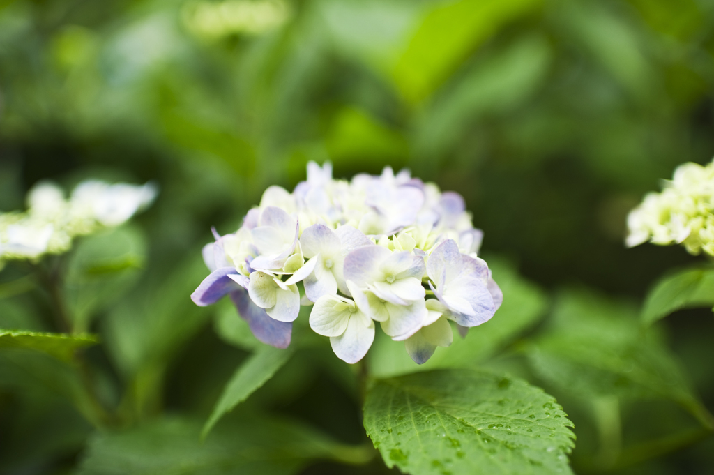 紫陽花　10