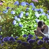 夜紫陽花
