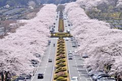 SAKURA ROAD