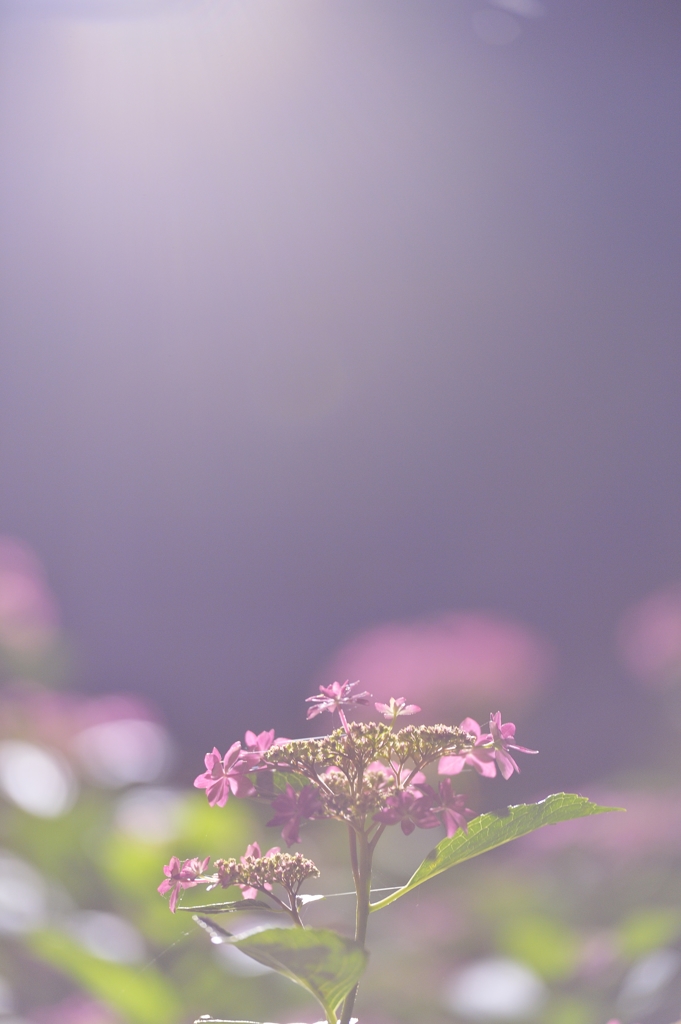 夜紫陽花