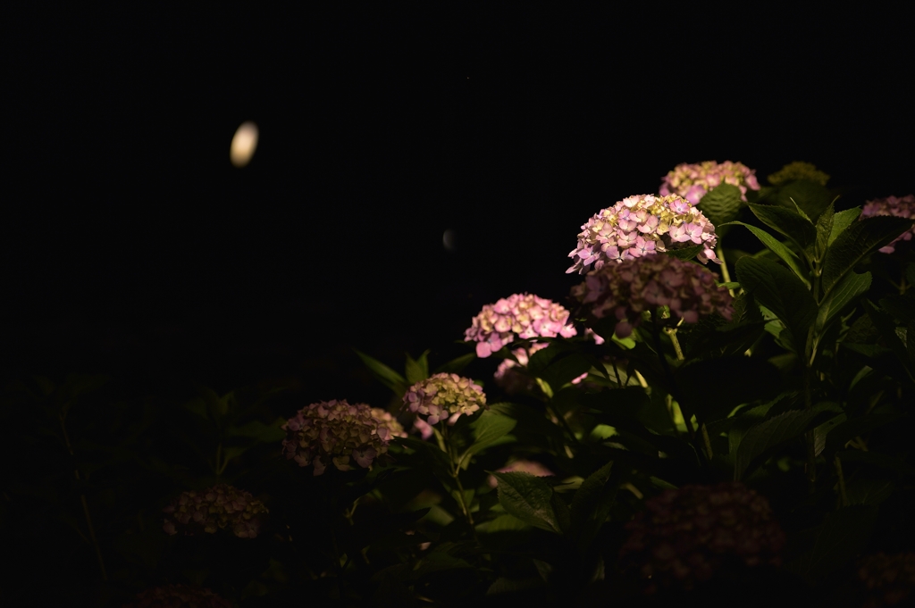 夜紫陽花
