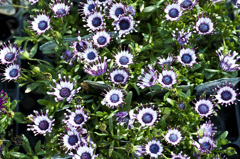 花　6