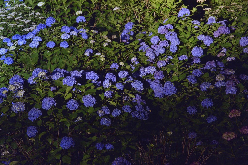 夜紫陽花