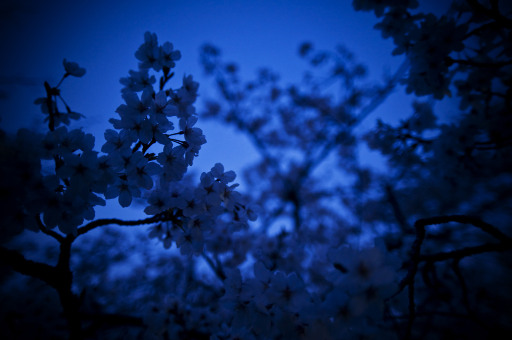 闇桜