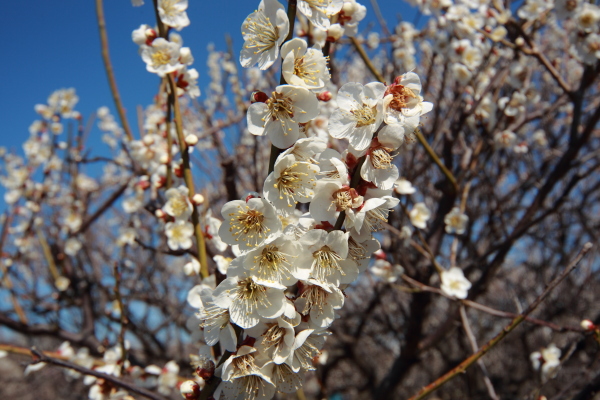 さいたま　越谷梅林公園