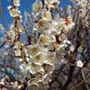 さいたま　越谷梅林公園