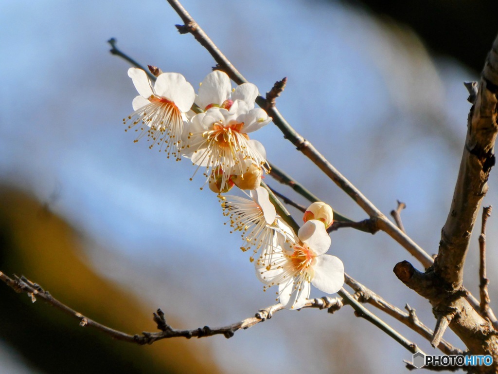 2026  1月　石神井公園　梅林