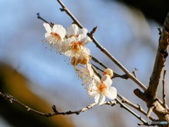 2026  1月　石神井公園　梅林