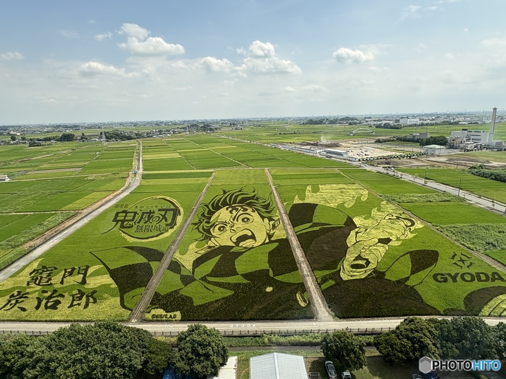 2025/8月　行田市　田んぼアート　竈門炭治郎　鬼滅の刃
