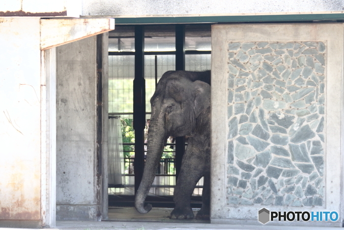井の頭動物園　2016年GW　はな子