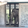 井の頭動物園　2016年GW　はな子