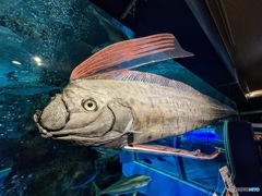 魚津水族館　リュウグウノツカイ