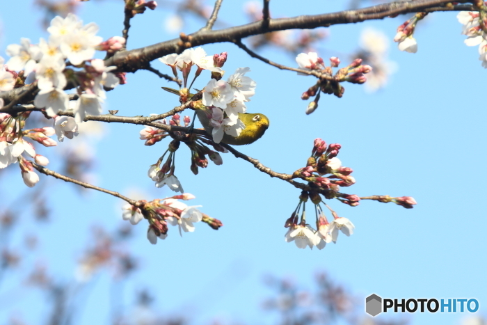 メジロと桜