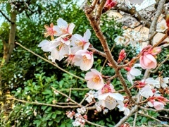 2025  寒桜　冬桜　
