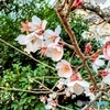 2025  寒桜　冬桜　