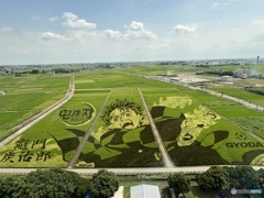 2025/08  　田んぼアート　行田市　鬼滅の刃
