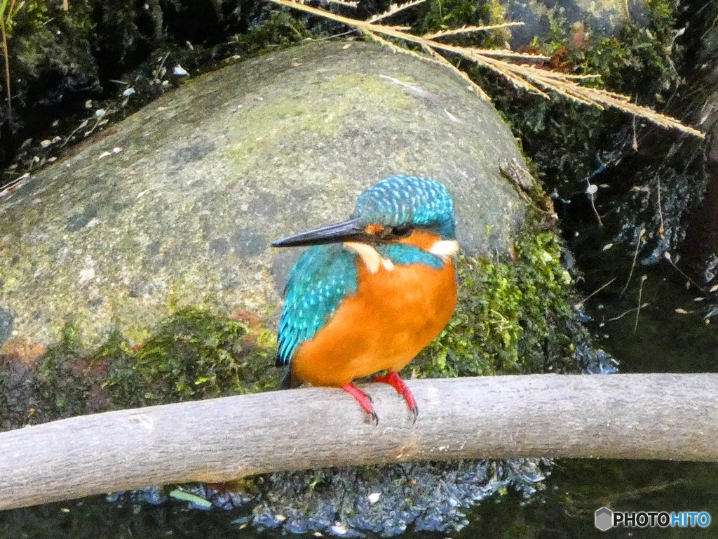 石神井川　カワセミ