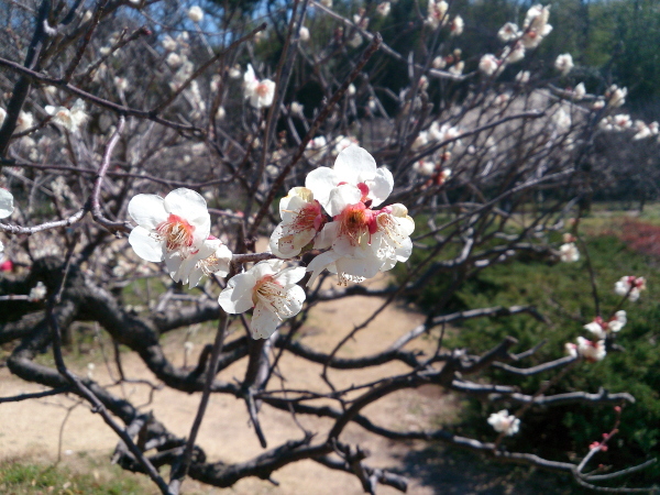 越谷梅林公園