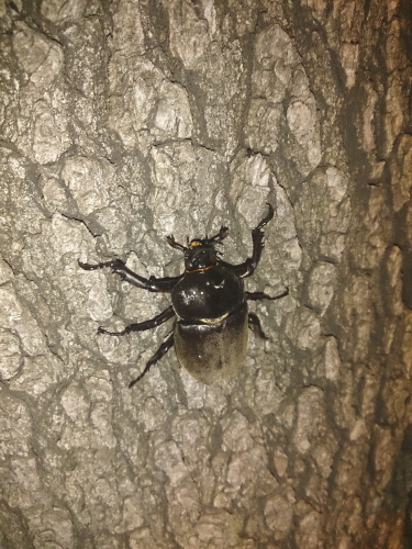 カブトムシ　砧公園近くの駐車場にて