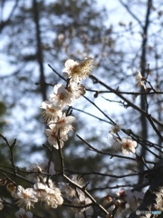 2026  1月　石神井公園　梅林