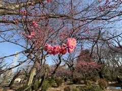 2026  石神井公園　三宝寺池　梅林　紅梅
