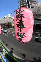 2012年　中野通り桜祭り