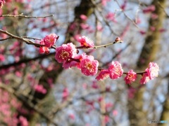 2026  石神井公園　三宝寺池　梅林　紅梅