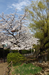 石神井公園　桜　4月1日