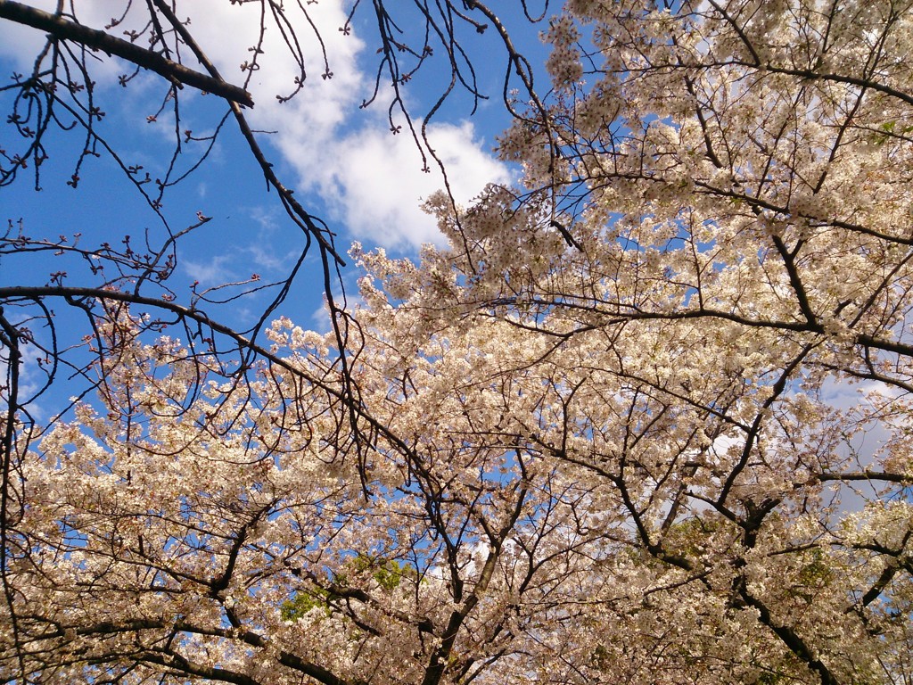 石神井川　