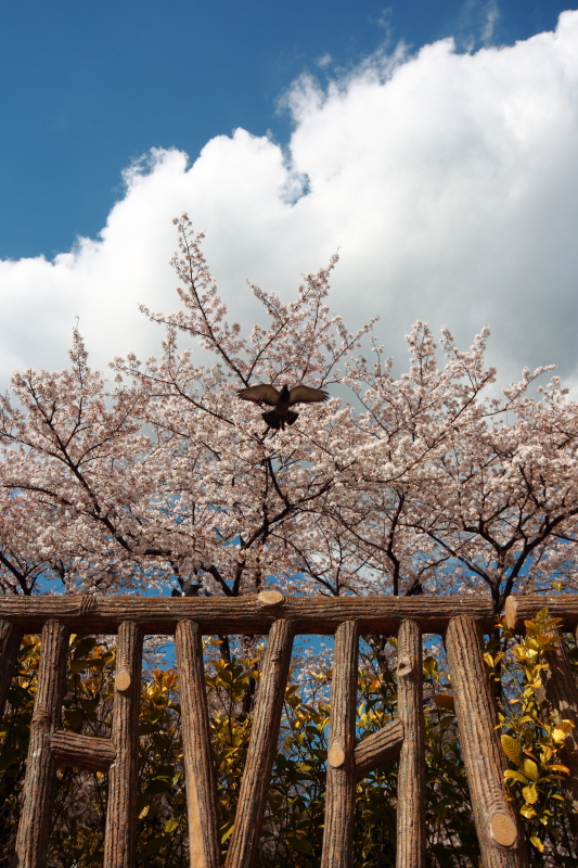 長光寺橋公園 part2