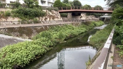 石神井川　平成　みあい橋　石神井　長光寺公園　小ガモ