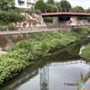 石神井川　平成　みあい橋　石神井　長光寺公園　小ガモ