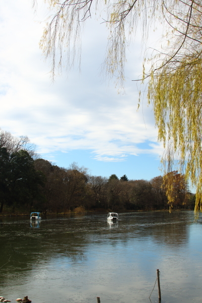 1月2日　石神井公園