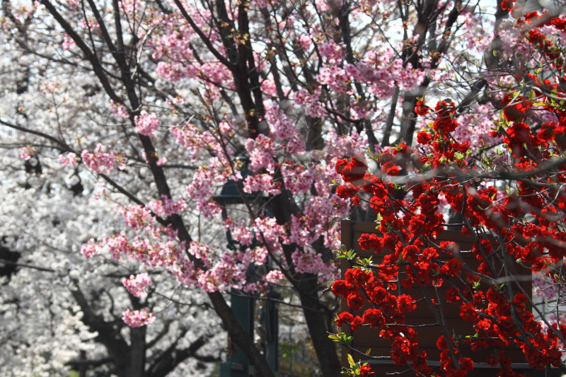 3色　石神井公園