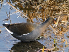 2026/02  石神井公園　バン