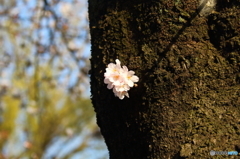 石神井公園のサクラ咲く