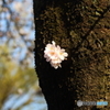 石神井公園のサクラ咲く