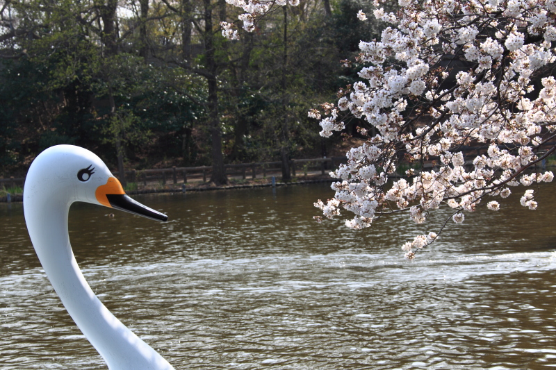 白鳥と桜