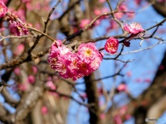 2026  石神井公園　三宝寺池　梅林　紅梅
