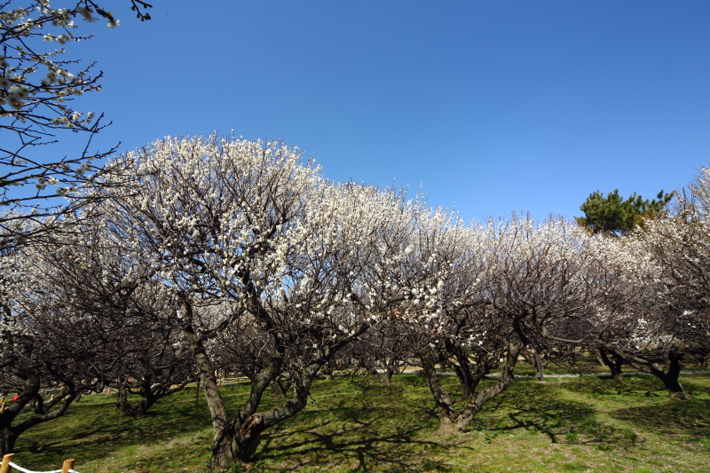 越谷梅林公園