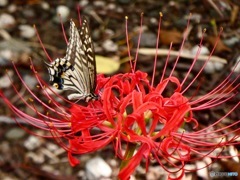 石神井川　曼珠沙華　彼岸花