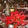 石神井川　曼珠沙華　彼岸花