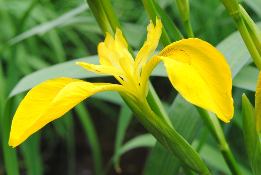 正覚寺の花