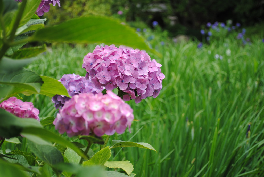 正覚寺の紫陽花