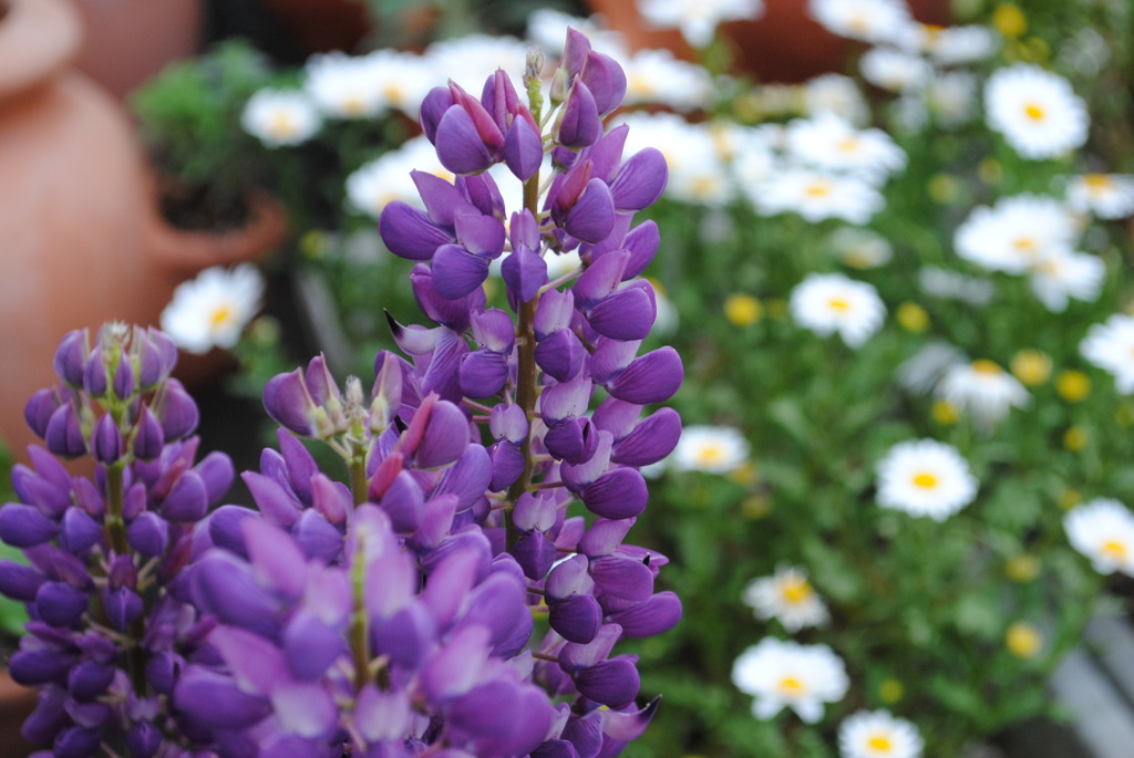 我が家のルピナスとマーガレット