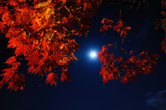秋の月夜