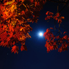 秋の月夜