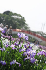 花しょうぶ