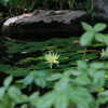 池にさいていた花