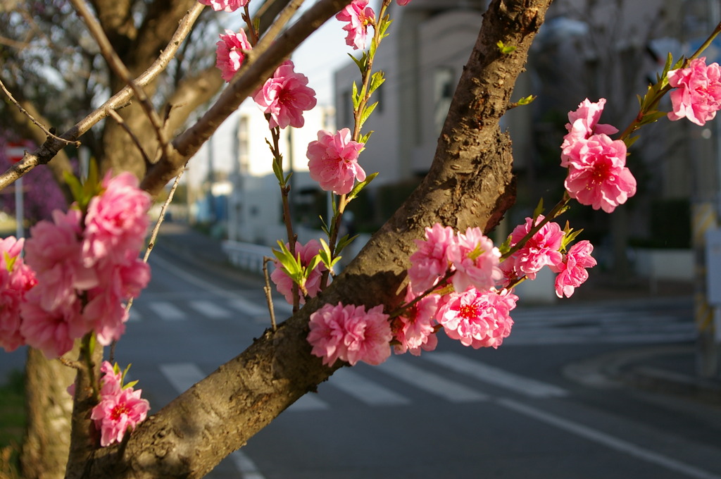 桜通り